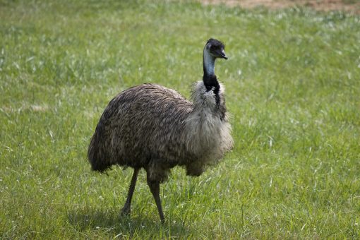 American Emu Association
