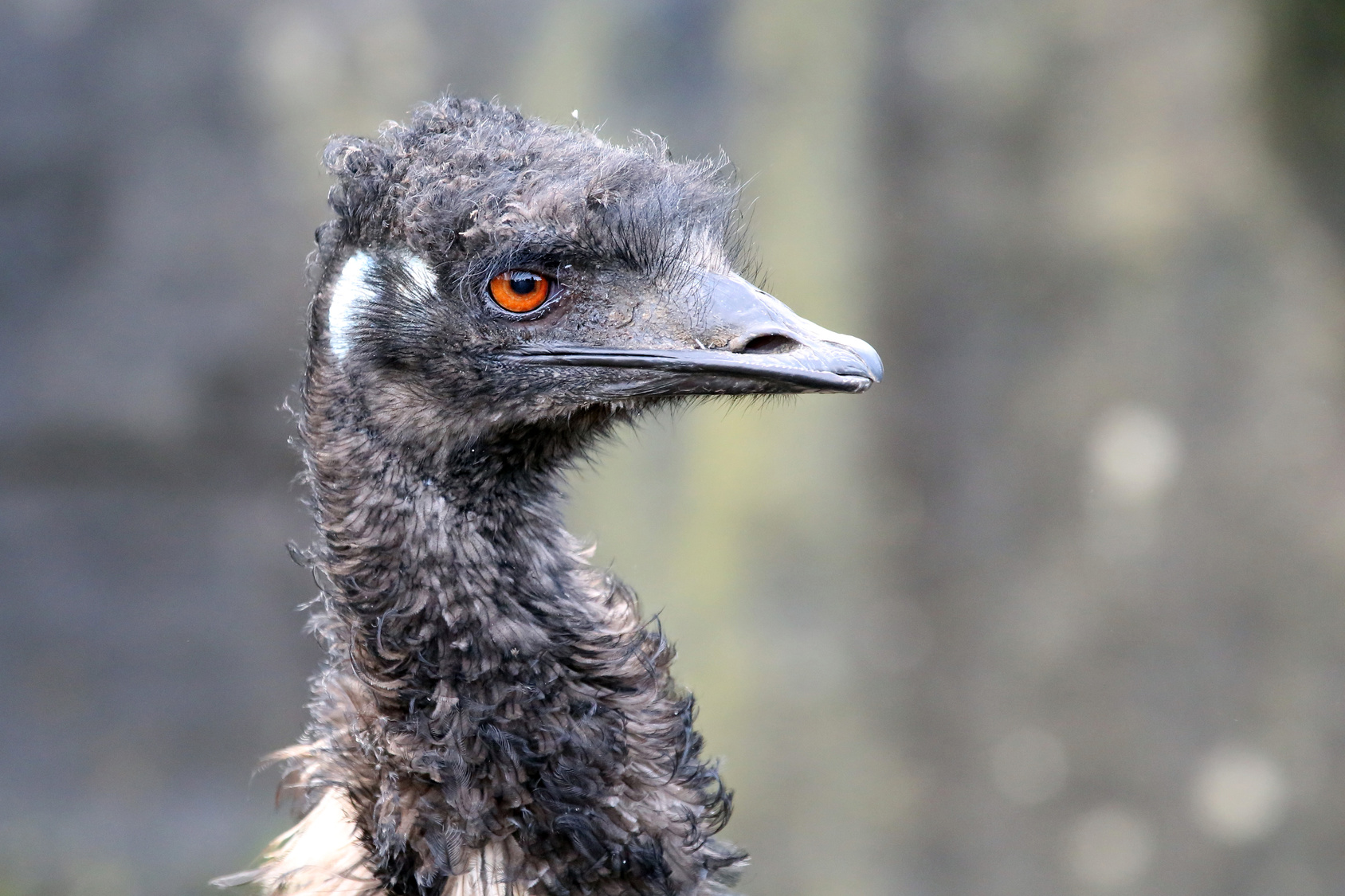Emu Husbandry | American Emu Association