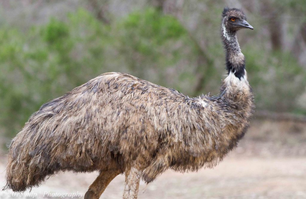 Emu Production Guidelines – American Emu Association