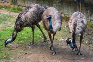 Flock of Australian Emus