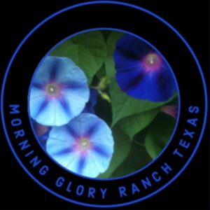 morning-glory-ranch