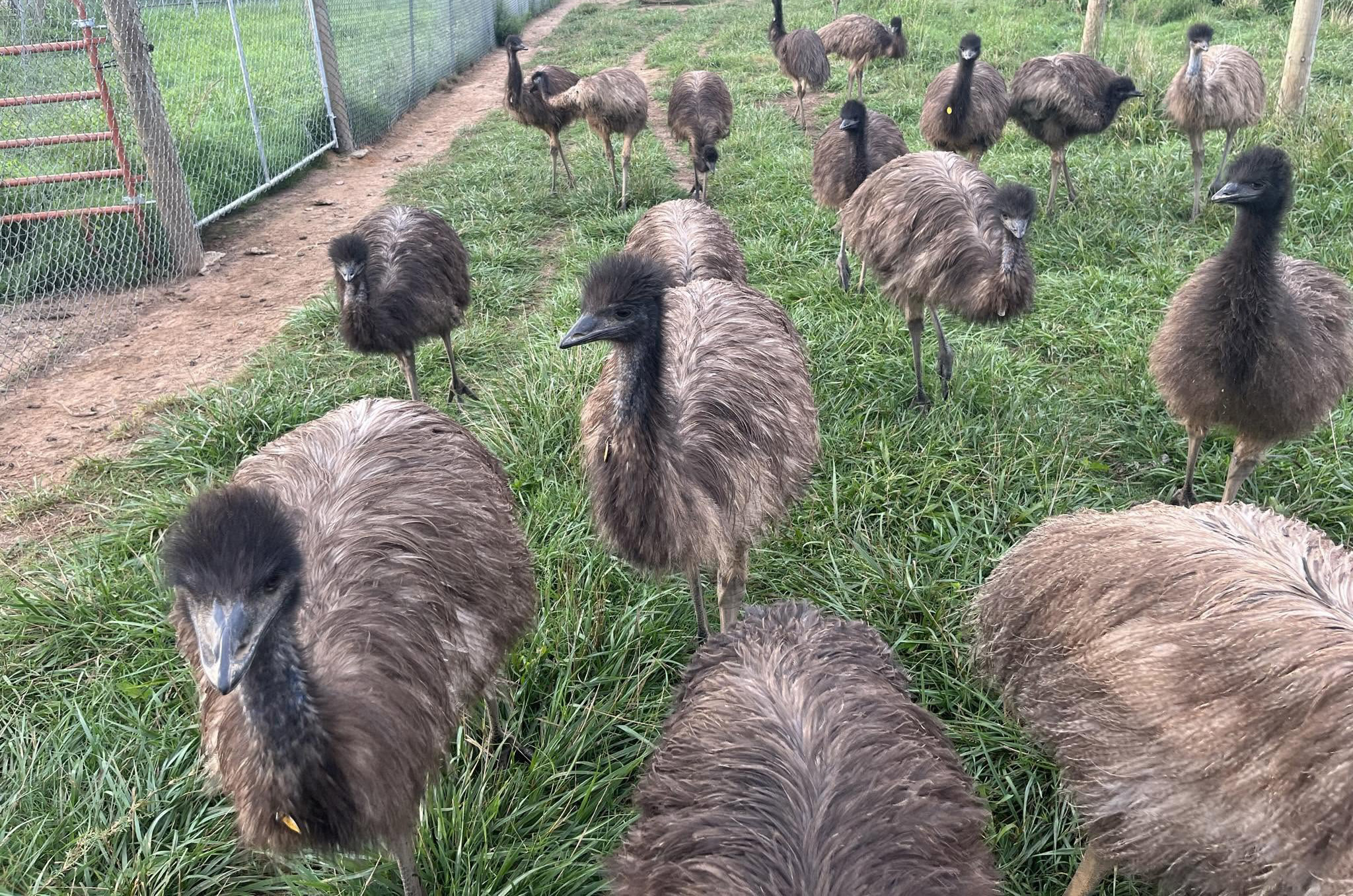 Blog – American Emu Association